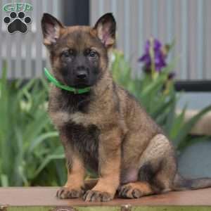 Koptan, German Shepherd Puppy